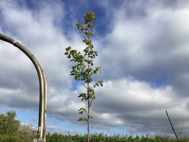 2 acer rubrum - afbeelding 1 van  2