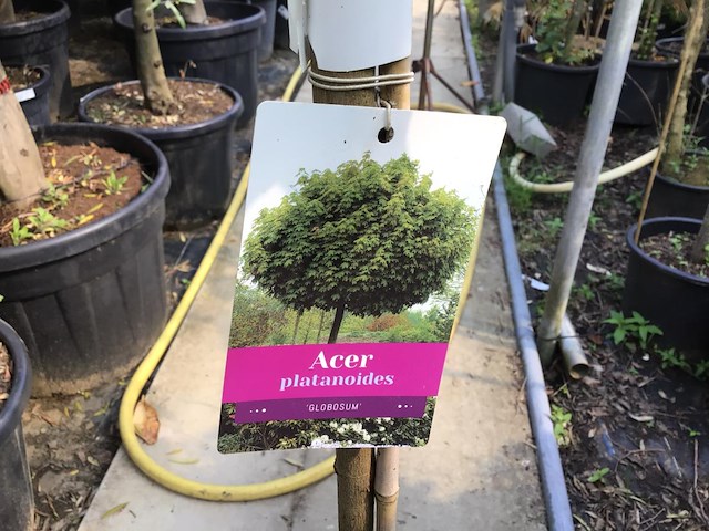 2 acerstam globossum - afbeelding 1 van  1