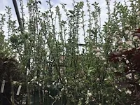 2 appelstam - afbeelding 4 van  4