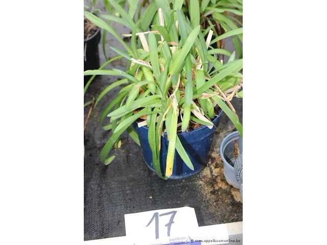 2 buitenplanten agapanthus - afbeelding 1 van  2