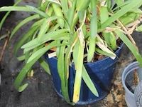 2 buitenplanten agapanthus - afbeelding 1 van  2