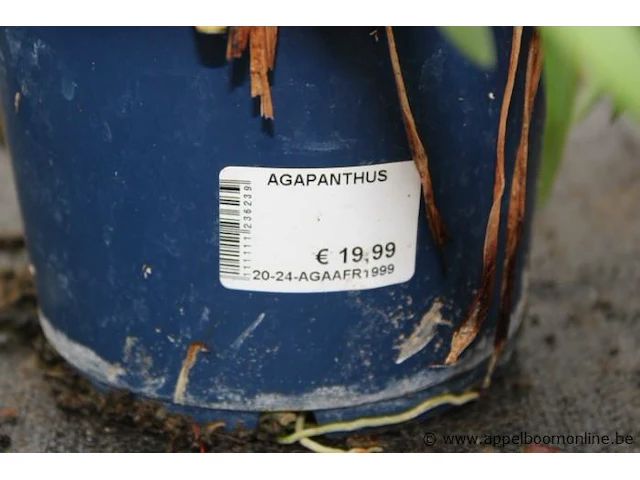 2 buitenplanten agapanthus - afbeelding 2 van  2