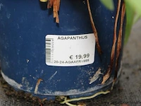 2 buitenplanten agapanthus - afbeelding 2 van  2