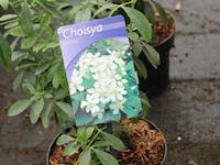 2 buitenplanten choisy ternata - afbeelding 1 van  3