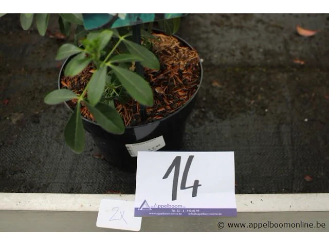 2 buitenplanten choisy ternata - afbeelding 2 van  3