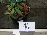 2 buitenplanten choisy ternata - afbeelding 2 van  3
