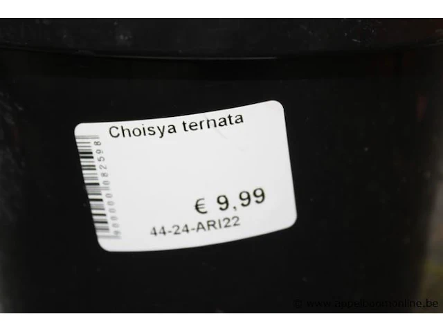 2 buitenplanten choisy ternata - afbeelding 3 van  3
