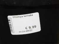 2 buitenplanten choisy ternata - afbeelding 3 van  3