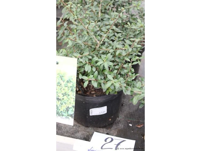 2 buitenplanten ilex crenata - afbeelding 1 van  2