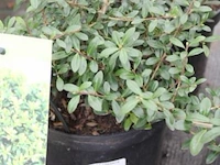 2 buitenplanten ilex crenata - afbeelding 1 van  2