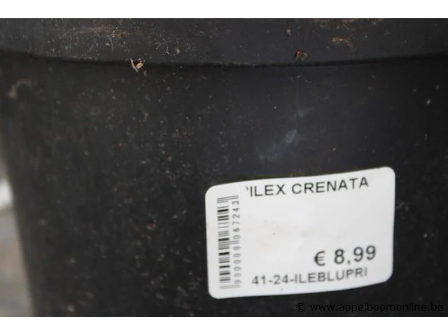 2 buitenplanten ilex crenata - afbeelding 2 van  2