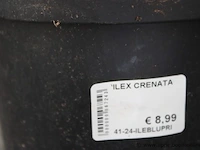 2 buitenplanten ilex crenata - afbeelding 2 van  2