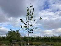 2 carpinus betulus - afbeelding 1 van  2