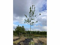 2 carpinus betulus - afbeelding 2 van  2