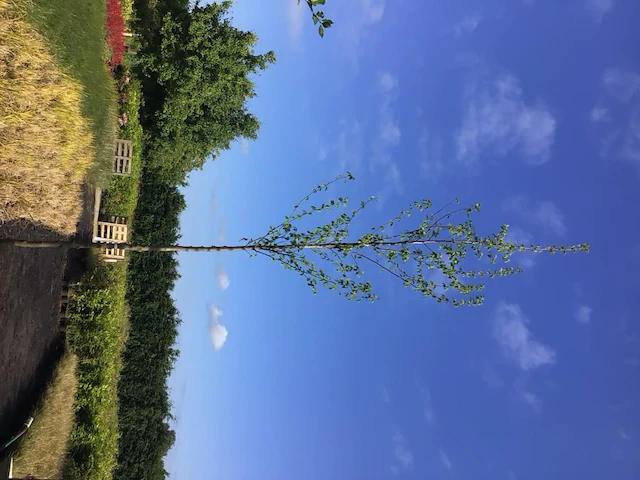 2 carpinusboom - afbeelding 2 van  2
