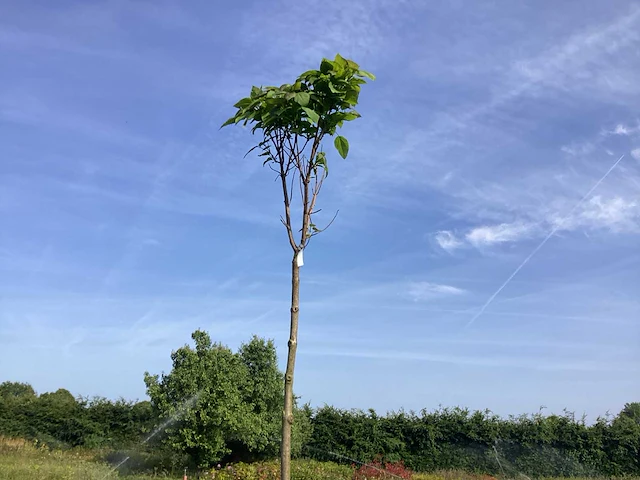 2 catalpa bungeii - afbeelding 1 van  2