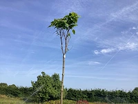 2 catalpa bungeii - afbeelding 1 van  2