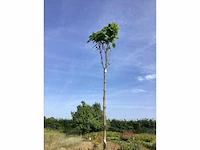 2 catalpa bungeii - afbeelding 2 van  2