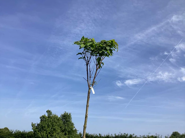 2 catalpa bungeii - afbeelding 1 van  2