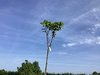 2 catalpa bungeii