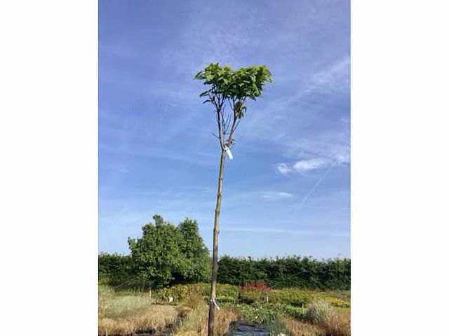 2 catalpa bungeii - afbeelding 2 van  2