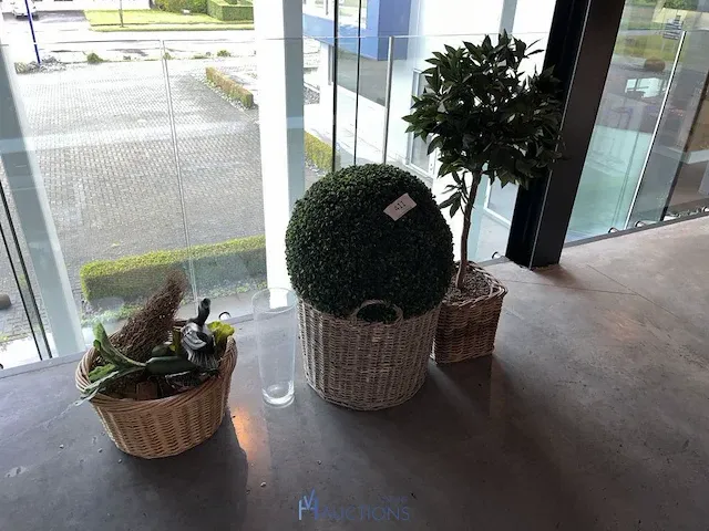 2 diverse planten - afbeelding 1 van  4