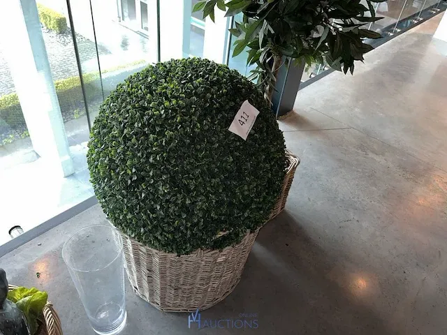 2 diverse planten - afbeelding 3 van  4