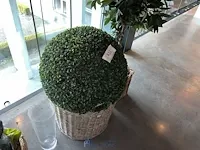 2 diverse planten - afbeelding 3 van  4