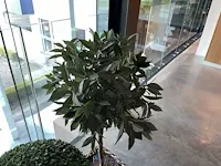 2 diverse planten - afbeelding 4 van  4
