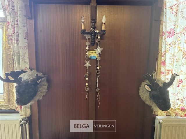 2 eland hoofden - afbeelding 1 van  6