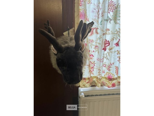 2 eland hoofden - afbeelding 2 van  6