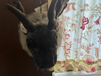 2 eland hoofden - afbeelding 2 van  6