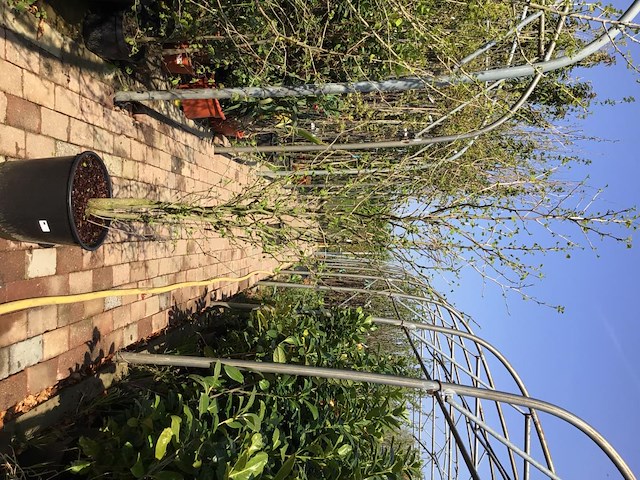 2 ginkostruik - afbeelding 1 van  1