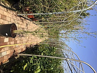 2 ginkostruik - afbeelding 1 van  1