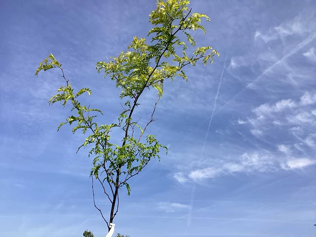 2 gleditsia sunburst - afbeelding 1 van  2