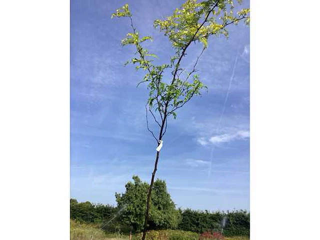 2 gleditsia sunburst - afbeelding 2 van  2