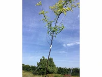 2 gleditsia sunburst - afbeelding 2 van  2