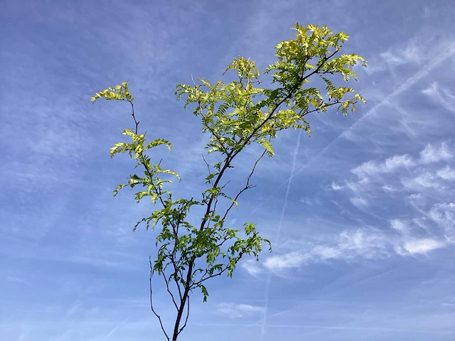 2 gleditsia sunburst - afbeelding 1 van  2