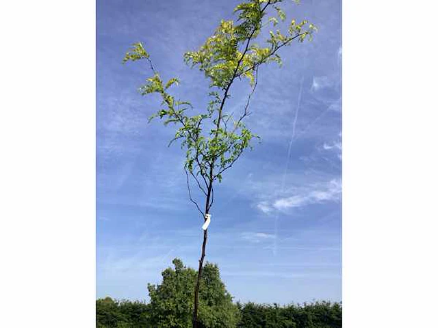 2 gleditsia sunburst - afbeelding 2 van  2