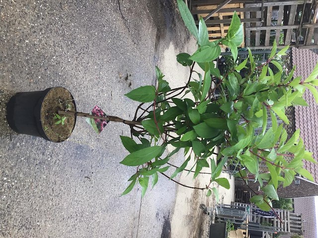 2 hydrangea pinky winky op stam - afbeelding 2 van  2