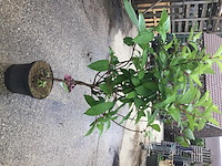 2 hydrangea pinky winky op stam - afbeelding 2 van  2