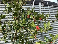 2 ilex jc van toll