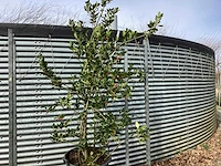 2 ilex jc van toll - afbeelding 2 van  3