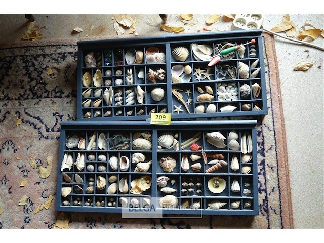 2 kaders met deco schelpen - afbeelding 1 van  4