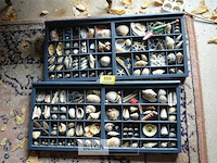 2 kaders met deco schelpen - afbeelding 1 van  4