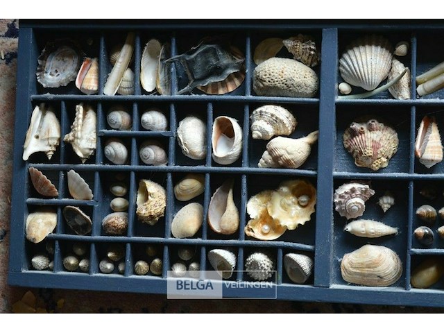 2 kaders met deco schelpen - afbeelding 2 van  4