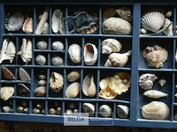 2 kaders met deco schelpen - afbeelding 2 van  4