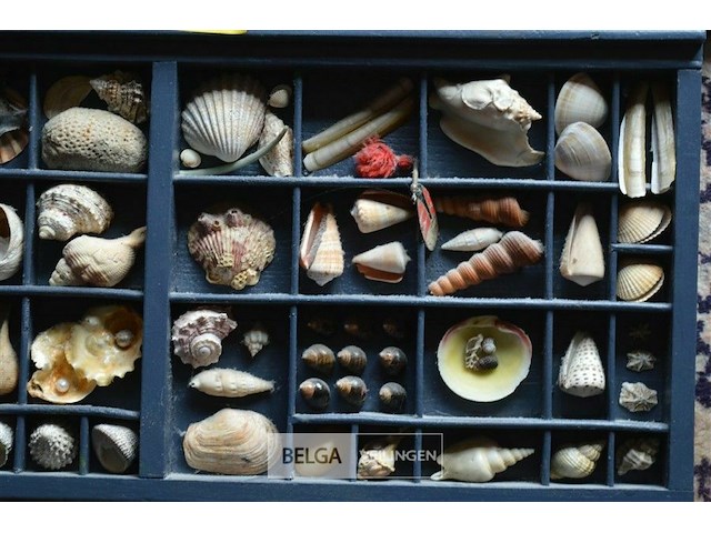 2 kaders met deco schelpen - afbeelding 3 van  4