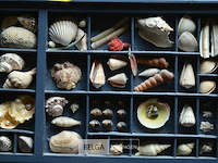 2 kaders met deco schelpen - afbeelding 3 van  4