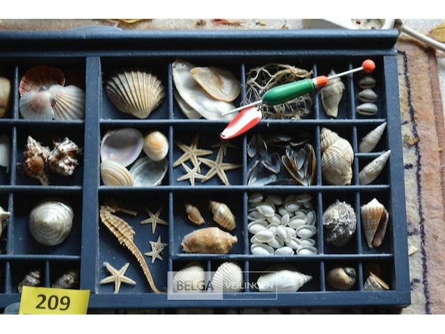 2 kaders met deco schelpen - afbeelding 4 van  4